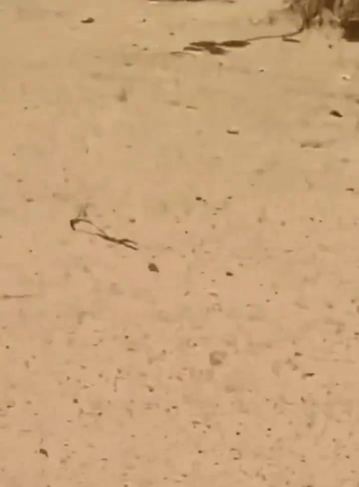 Mali: FLA(Azawad Liberation Front) attacks convoy of African Corps and FAMa advancing toward Kidal