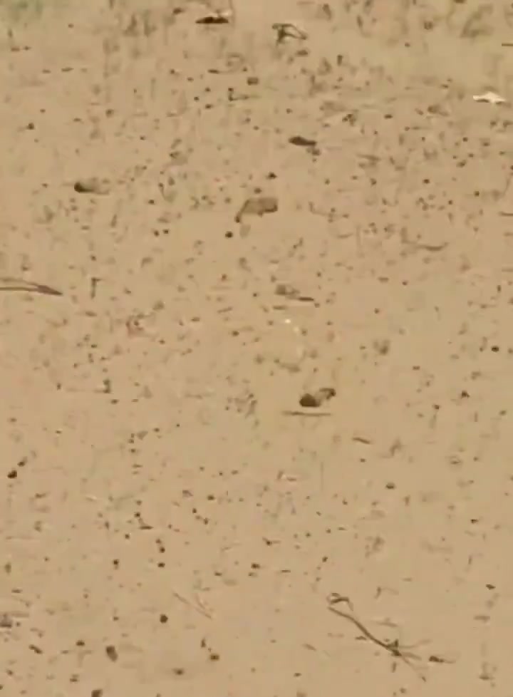 Mali: FLA(Azawad Liberation Front) attacks convoy of African Corps and FAMa advancing toward Kidal